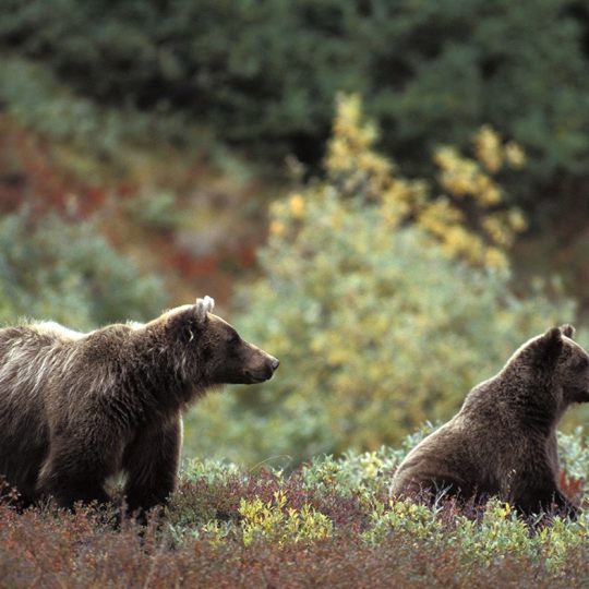 120-7 Grizzli Mom and Cub