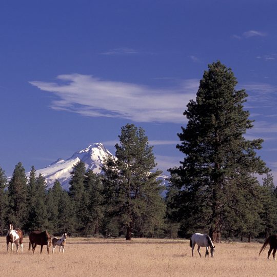 137-365 Horses with Mount Hood