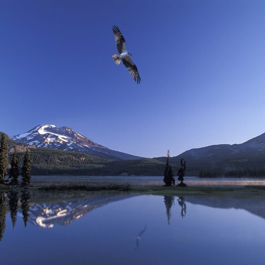 137-650 Osprey over Sparks Lake