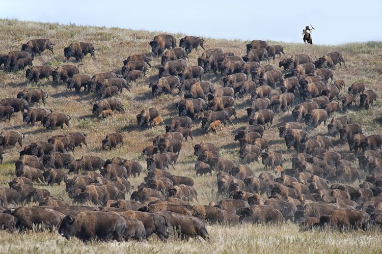141-569 Buffalo Roundup