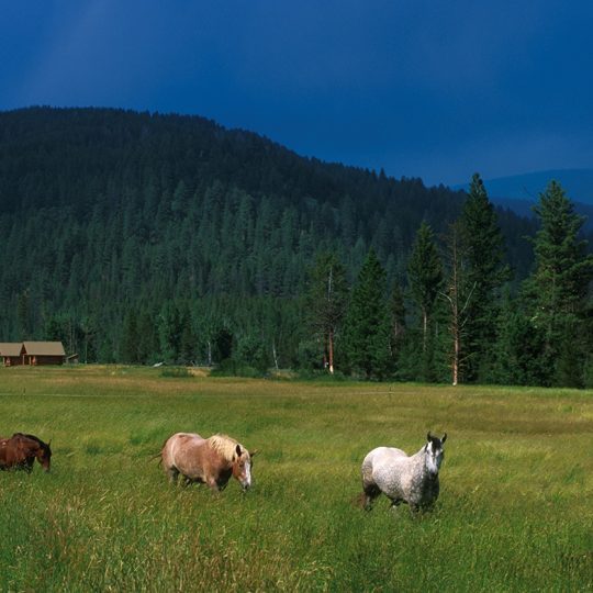 154-40 Green Pastures