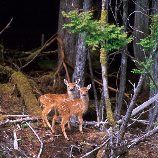 21-102 Two Fawns