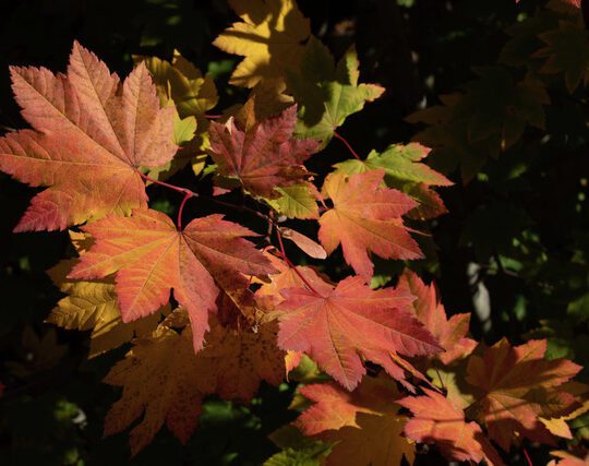 Weekly Fall Colors Workshop